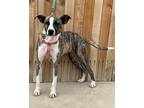 Adopt Mysa a Brindle - with White Boxer / Mixed Breed (Medium) / Mixed dog in