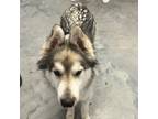 Adopt Kenai a Tan/Yellow/Fawn - with Black Husky / Mixed dog in Eufaula