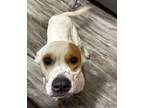 Adopt Petey a Tan/Yellow/Fawn - with White Hound (Unknown Type) / Mixed dog in