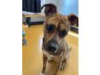 Adopt Brinslee (Obedience Trained) a Brindle American Pit Bull Terrier / Mixed