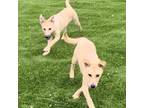 Adopt The Spring Break Puppies a Tan/Yellow/Fawn Labrador Retriever / Shepherd