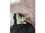 Adopt Gwen a Calico or Dilute Calico Domestic Shorthair (short coat) cat in