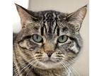 Adopt River a Brown Tabby Domestic Shorthair (short coat) cat in Crystal Lake