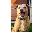 Adopt Bella a Red/Golden/Orange/Chestnut Mixed Breed (Large) / Mixed dog in
