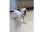 Adopt Tinker a White American Pit Bull Terrier / Mixed Breed (Medium) / Mixed