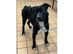 Adopt Howell K105 4-12-23 a Black American Pit Bull Terrier / Mixed dog in San