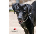 Adopt Colton a Black Retriever (Unknown Type) / Mixed dog in Toccoa