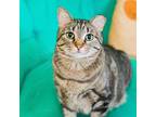 Adopt Lena a Gray or Blue Domestic Shorthair / Domestic Shorthair / Mixed cat in