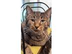 Adopt Diamond Joe a Brown Tabby Domestic Shorthair (short coat) cat in