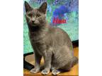 Adopt Hua a Gray or Blue Domestic Shorthair (short coat) cat in schenectady