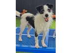 Adopt 160491 a White Terrier (Unknown Type, Small) / Mixed dog in Bakersfield
