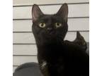 Adopt Bonnie a All Black Domestic Shorthair / Mixed cat in St.Jacob