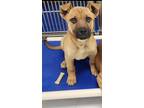 Adopt Roxy a Tricolor (Tan/Brown & Black & White) German Shepherd Dog / American
