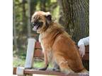 Adopt Simba a Tricolor (Tan/Brown & Black & White) Canaan Dog / Shepherd