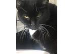 Adopt Astrid a All Black Domestic Mediumhair / Domestic Shorthair / Mixed cat in
