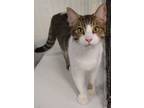 Adopt Spunky a Brown Tabby American Shorthair (short coat) cat in Lakeland