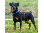 Adopt Sparky a Black - with Brown, Red, Golden, Orange or Chestnut Rottweiler /