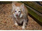 Adopt Asa a Tan/Yellow/Fawn - with White Papillon / Mixed dog in Sandston