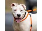 Adopt Mitchell a White American Pit Bull Terrier / Pit Bull Terrier / Mixed dog