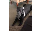 Adopt Pool a Black - with White Greyhound / Mixed dog in Seattle, WA (37745944)