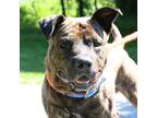 Adopt Stewie a Brindle Pit Bull Terrier / Mixed dog in Dillsburg, PA (37746024)
