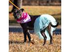 Adopt Caroline a Black American Staffordshire Terrier / Mixed dog in Dillsburg