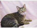 Adopt Jojen a Tiger Striped Domestic Shorthair (short coat) cat in Palm Beach