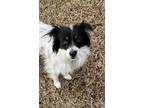 Adopt MARIAH a Black - with White Papillon / Mixed dog in Raleigh, NC (37746385)