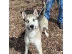 Adopt Prince a Gray/Silver/Salt & Pepper - with Black Husky / Mixed dog in