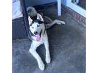 Adopt Bella a Black Siberian Husky / Mixed dog in Columbus, GA (37747234)