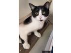 Adopt Cookie a Black & White or Tuxedo Domestic Shorthair (short coat) cat in