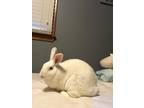 Adopt Gracie a White New Zealand / Mixed (short coat) rabbit in Edina