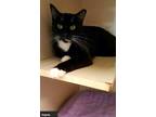 Adopt Dagney a Black & White or Tuxedo Domestic Shorthair (short coat) cat in