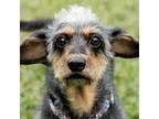 Adopt Honey Hotdog a Gray/Blue/Silver/Salt & Pepper Dachshund / Mixed dog in