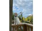 Adopt Milo a White (Mostly) Domestic Shorthair (short coat) cat in El Dorado