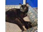 Adopt Wafer a All Black Domestic Shorthair / Mixed cat in Ridgeland