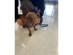 Adopt Pocket a Brindle Pit Bull Terrier / Mixed Breed (Small) / Mixed dog in