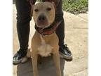 Adopt Ranger a Tan/Yellow/Fawn Mixed Breed (Medium) / Mixed dog in St.