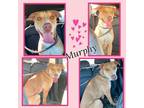 Adopt Murphy a Tan/Yellow/Fawn - with White American Staffordshire Terrier /