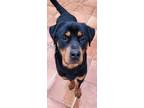 Adopt Oliver a Black - with Brown, Red, Golden, Orange or Chestnut Rottweiler /