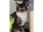 Adopt Phantom a Brown Tabby Domestic Shorthair (short coat) cat in Jacksonville