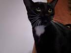 Adopt Raven a Black & White or Tuxedo Domestic Shorthair / Mixed cat in