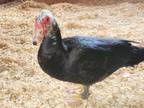 Adopt Lucky a Black Duck bird in Jacksonville, OR (37755401)