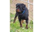 Adopt Rebar a Black - with Brown, Red, Golden, Orange or Chestnut Rottweiler /