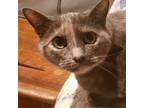 Adopt Sophia a Tortoiseshell Domestic Shorthair (short coat) cat in Raytown