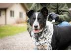 Adopt Cowboy a Tricolor (Tan/Brown & Black & White) Australian Cattle Dog /