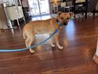 Adopt Jackson a Tan/Yellow/Fawn Labrador Retriever / American Pit Bull Terrier