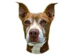 Adopt Alice a Brown/Chocolate - with White Pit Bull Terrier / Mixed dog in