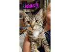 Adopt Macy a Gray, Blue or Silver Tabby Domestic Shorthair (short coat) cat in
