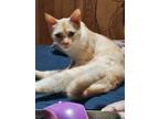 Adopt chloe a Cream or Ivory Domestic Shorthair (short coat) cat in Mount
